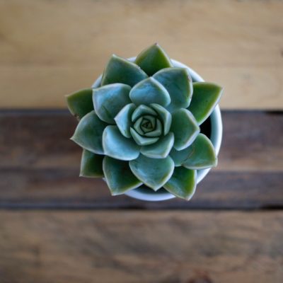 Taking Aim at the Myths of Orgasm
